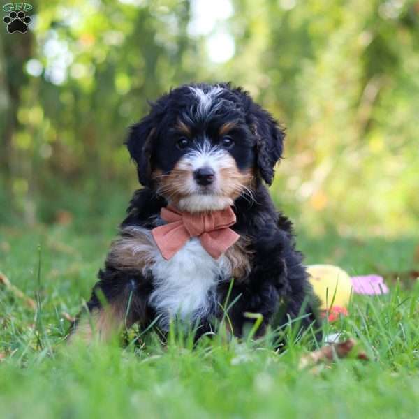 Lonnie, Mini Bernedoodle Puppy